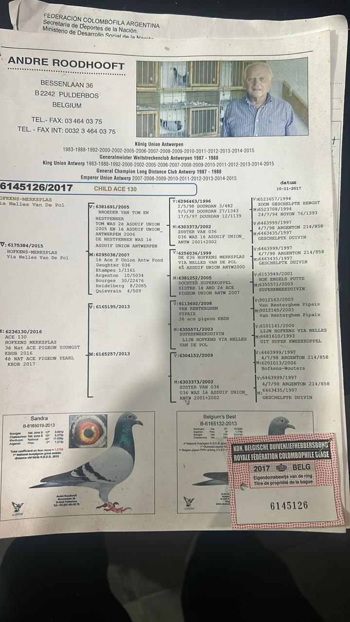 PEDIGREE 26 ROODHOOFT