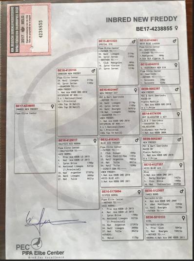 PEDIGREE 4238855 PIPA