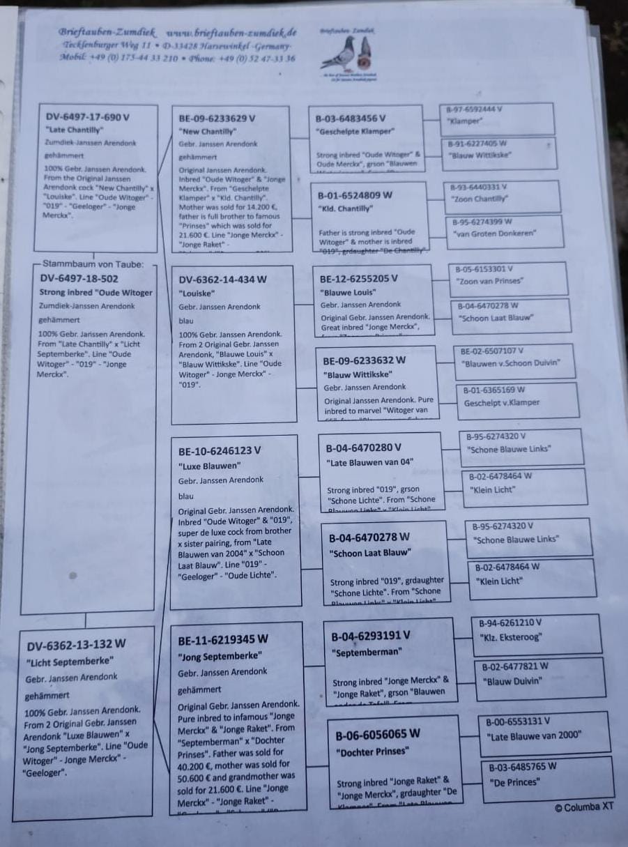 PEDIGREE 502 ZUMDIEK
