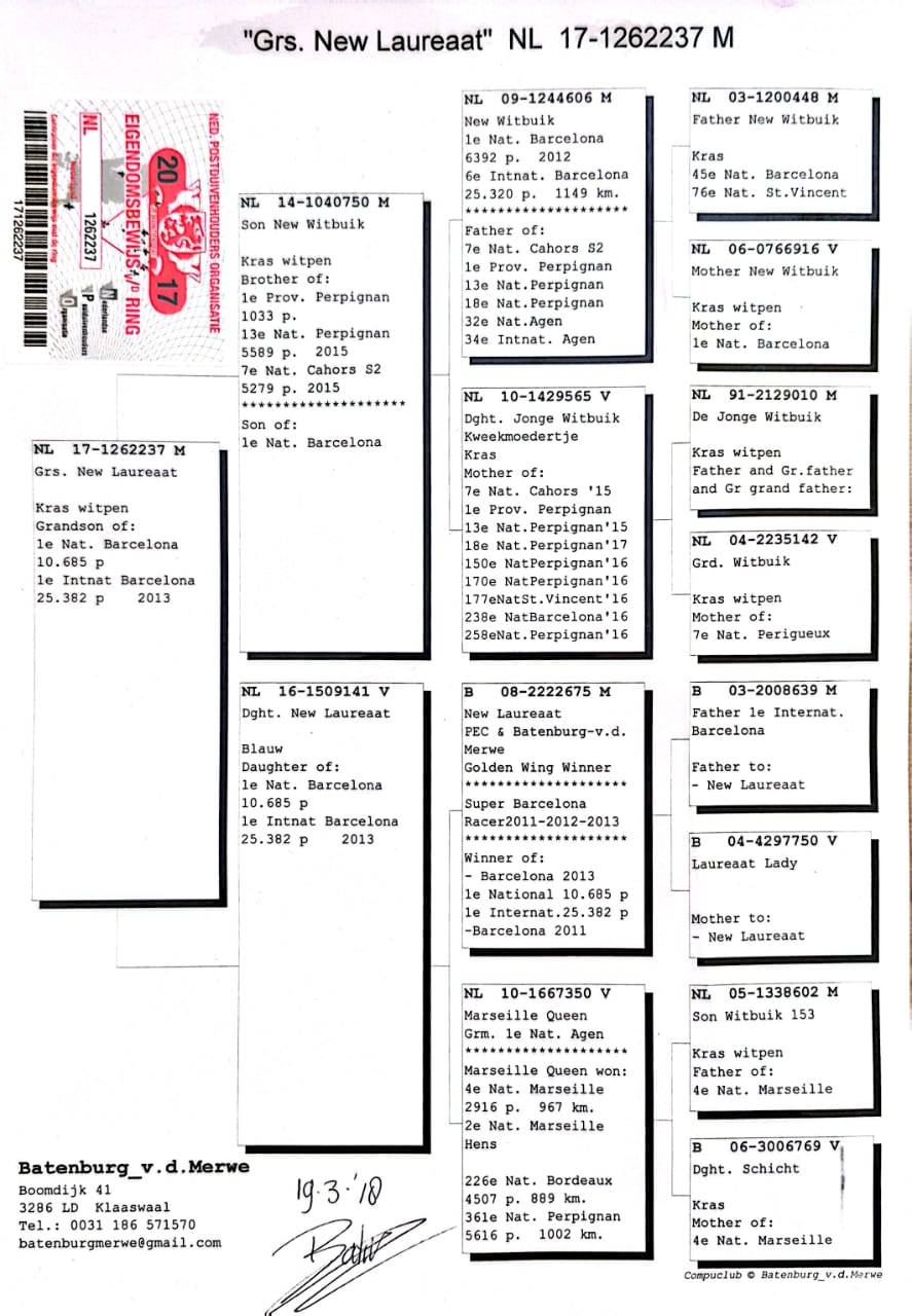 PEDIGREE 37 BATEMBURG