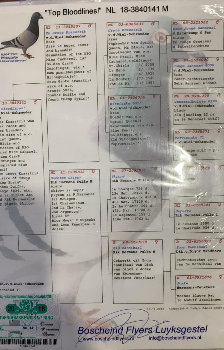 PEDIGREE MACHO BOSCHEIND FLYERS