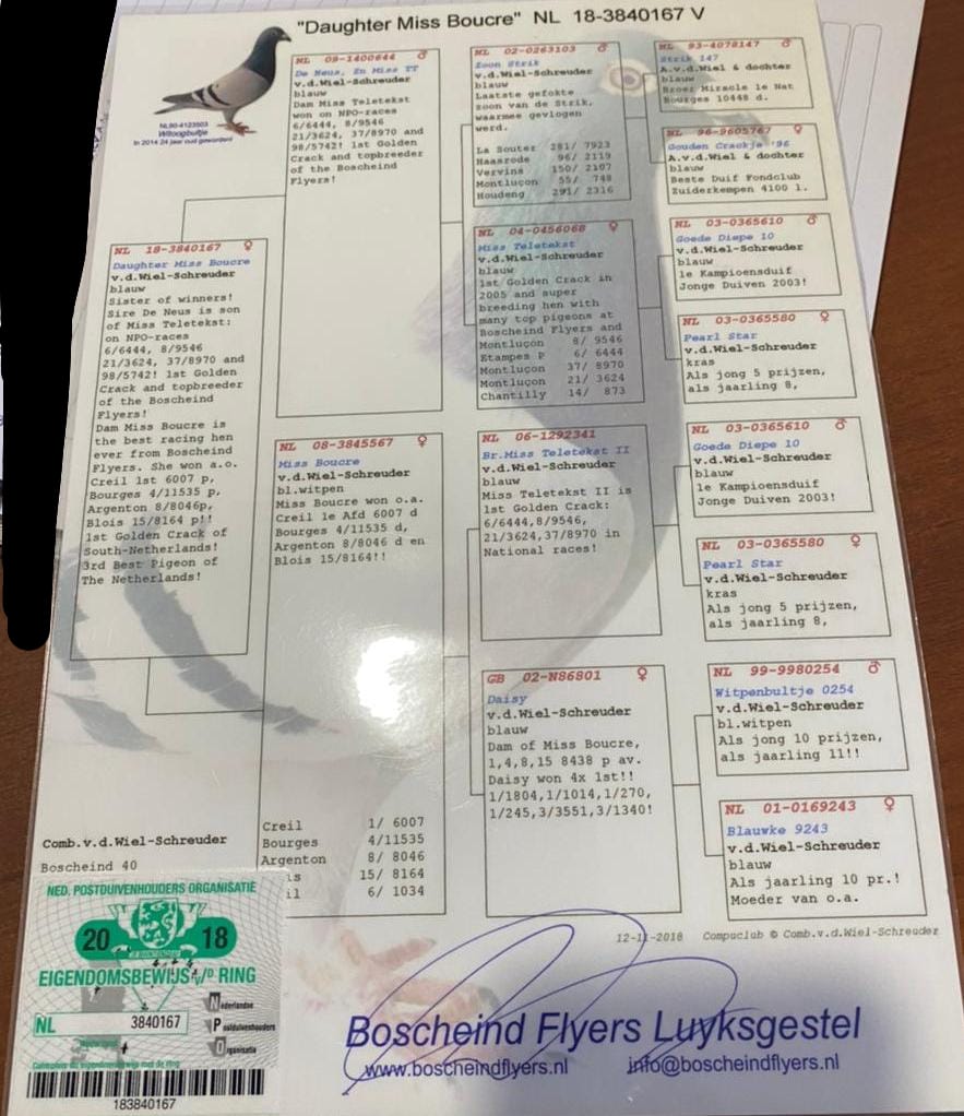 PEDIGREE HEMBRA BOSCHEIND FLYERS